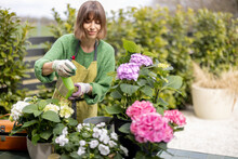 Young Woman Taking Care Of Flowers In The Garden. Cheerful Housewife In Apron Spraying Hydrangea Leaves With Pesticide. Concept Of Gardening And Floristics