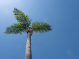 Fototapeta  - Palm tree with wide green branches against the blue sky and bright sun..copy space