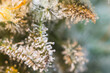 Cannabis close up of flower macro