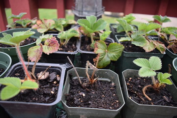 Canvas Print - Strawberry Plants