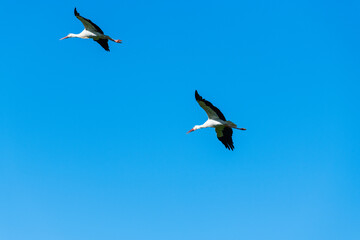 Wall Mural - a stork flies through the air on a  summer day with blue sky without clouds