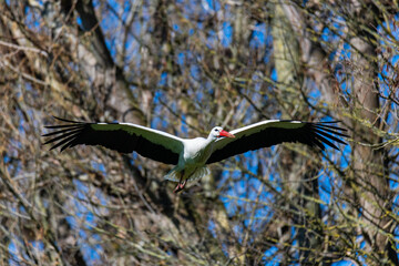 Wall Mural - a stork flies through the air on a  summer day with blue sky without clouds