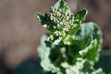 Wall Mural - The cabbage inflorescence, which appears in the plant's second year of growth, features white or yellow flowers, each with four perpendicularly arranged petals.