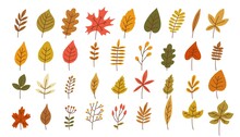 Autumn Leaves. Foliage Leaf Silhouette. Forest Vector Illustration.