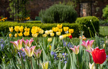 Colourful Tulips Amidst Other Spring Flowers At Eastcote House Gardens, Historic Walled Garden Maintained By A Community Of Volunteers In The London Borough Of Hillingdon. 