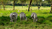 Three Asses Of Zebras In The Grass At Lake Naivasha