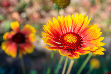 Red-yellow Gaillardia Flower Close-up, The Background Is Blurred