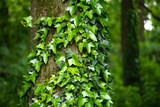 Fototapeta Na sufit - A fragment of a tree trunk with gray bark, covered with vines of juicy green ivy leaves. Natural and organic background.
