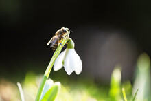 A Working Bee Collecting Pollen On A White Snowdrop Flower On Spring Meadow. Macro Photography