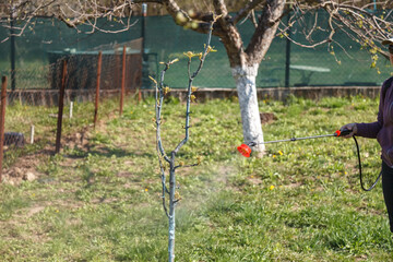 A woman works in the spring garden and spray with a rechargeable sprayer chemicals against pests and insects on a fruit tree.