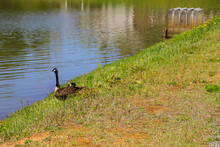 Two Brown And Black Canadian Geese With Their Seven Goslings Standing On The Banks Of The Lake Surrounded By Rippling Water And Lush Green Grass In Marietta Georgia USA