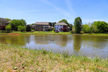 a family of Canadian geese swimming in the silky green rippling waters of a lake with two brown and black parent geese and seven yellow baby geese in Marietta Georgia USA