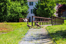 Two Brown And Black Canadian Geese With Their Seven Goslings Standing On The Banks Of The Lake Surrounded By Green Grass And Lush Green Trees And A Brown Wooden Bridge In Marietta Georgia USA