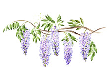 Wisteria  Flower  Blossom Branch. Hand Drawn Watercolor  Illustration Isolated On White Background