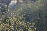Fototapeta Na ścianę - tree, tree shoots