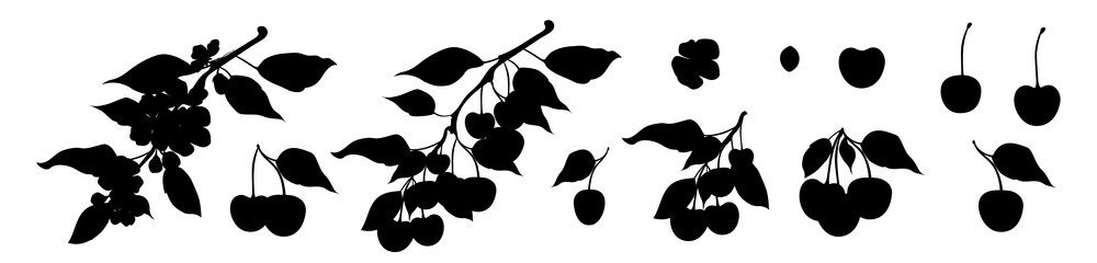 Wall Mural - Black silhouette cherry set. Cherry berries, a bouquet of cherries, a flowering branch and a branch with cherries. Vector illustration isolated on white background