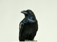 Black Crow Looking Studio Portrait 
