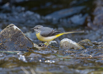 Sticker - Grey wagtail, Motacilla cinerea