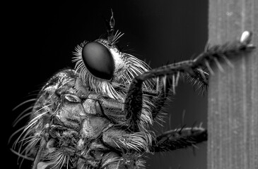 Wall Mural - Macro shot of a robber fly in the garden