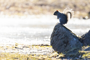 Canvas Print - eastern gray squirrel (Sciurus carolinensis)