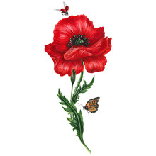 Big Red Poppy Flower With Green Leaves, Bud . Summer Insects Lady Bug And Butterfly Flying Around It. Natural Element For Design Card, Poster, Illustration.