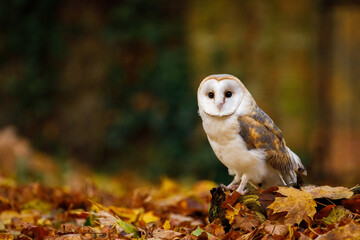 owl in autumn. barn owl, tyto alba, perched in colorful fallen maple and oak leaves. beautiful owl i