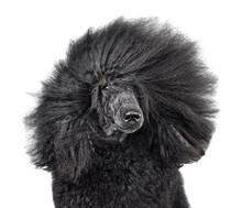 Black Poodle Like A Rock Star