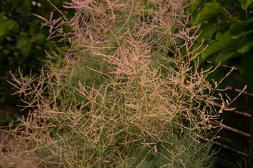 Wall Mural - Botany. Closeup view of shrub Tamarix ramosissima, also known as Salt Cedar, green leaves and pink blooming flowers, growing in the garden.