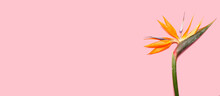Beautiful Bird Of Paradise Flower On Pink Background With Space For Text, Top View