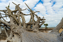 View Along The Trunk And Through The Roots Of A Dead Tree On The Beach, To A Mangrove Tree In The Background. Blue Sky With White Clouds. Coochiemudlo Island, Queensland, Australia. 