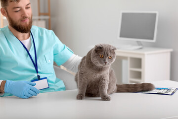 Wall Mural - Veterinarian examining Scottish fold cat in clinic