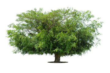 Tree isolate on white background with clipping path