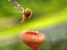 Snail Descends From Above Towards The Red Mushroom