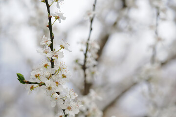 Canvas Print - Fresh white plum blossoms on a branch.