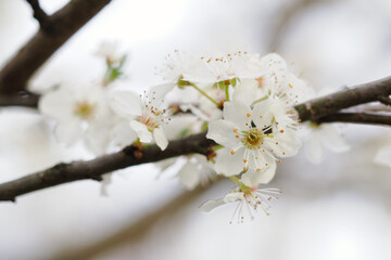 Wall Mural - Fresh white plum blossoms on a branch.