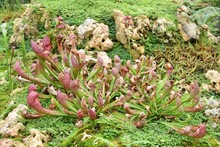 The Sarracenia Psittacina, Also Known As The Parrot Pitcherplant, Carnivorous Pitcher Plants.