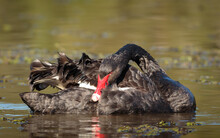 Black Swan Preening Its Feathers On The Water.
