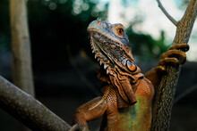 Close Up-macro Orange Iguana Reptile Animal Low Angle Shoot