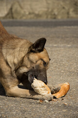 Sticker -  brown dog eat bread on the street in Buzau ,Romania