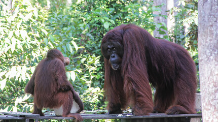 Orangutan (orang-utan) in his natural environment in the rainforest on Borneo (Kalimantan) island sitting on the bridge