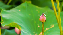 A Common View In Rural China: A Dragonfly Resting On A Lotus Flower