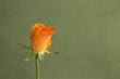 オレンジ色のバラ一輪と緑の背景