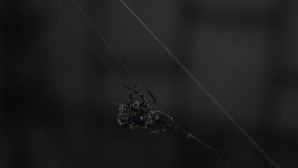 spider on web