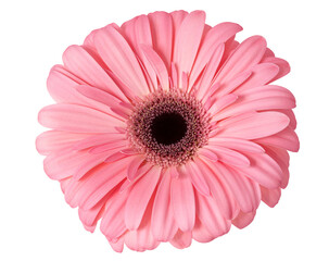 Wall Mural - Pastel pink gerbera flower isolated on white background