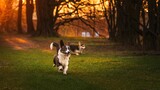 Fototapeta Psy - Dwa psy rasy corgi w czasie zabawy w parku w porannym słońcu
