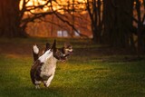 Fototapeta Psy - Dwa psy rasy corgi w czasie zabawy w parku w porannym słońcu