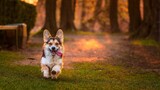Fototapeta Psy - Pies rasy corgi pembroke w parku w porannym słońcu