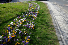 Purple Bulbs Bloom In The Grassy Strip Between The Lanes In The City. Crocuses In A Dense Carpet. Highway Beauty With Horticultural Planting In The Spring Sun
