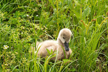 Close-up Of A Baby Black Swan Sitting In The Grass