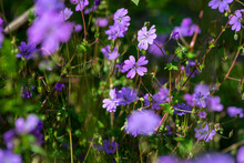 Nice Little Purple Summer Field Flowers At Sunny Morning Nature